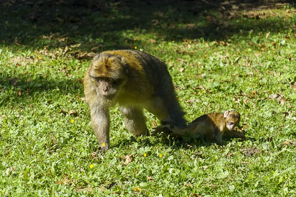 Ein erwachsener Berberaffe mit seinem Jungtier auf einer grünen Wiese.
