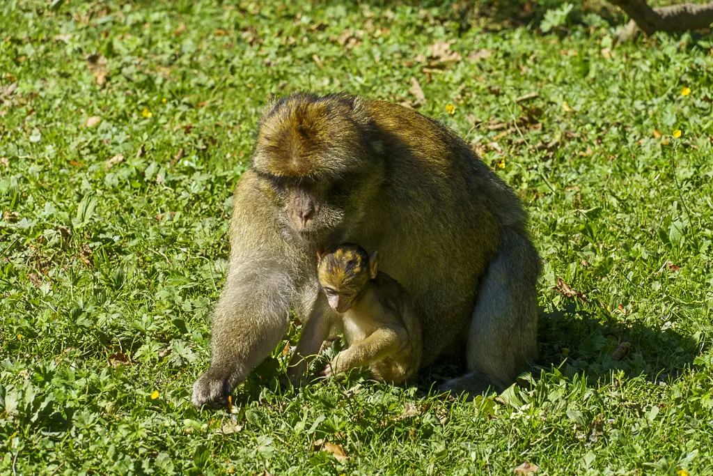 Ein erwachsener Berberaffe sitzt schützend auf einer sonnigen, grünen Wiese und hält oder umarmt sein kleines Jungtier, das vor ihm kauert. Die Affen haben braun-gelbliches Fell.