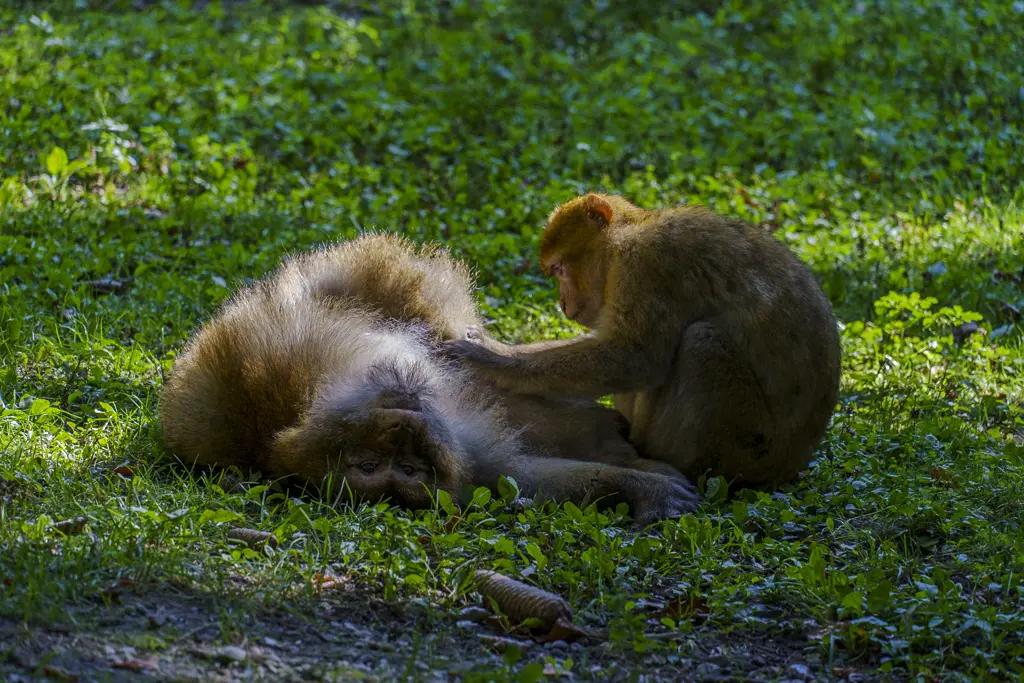 Zwei Berberaffen auf einer grünen, teils beschatteten Wiese. Ein Affe liegt auf dem Rücken, während der andere neben ihm sitzt und ihn intensiv im Rahmen der sozialen Fellpflege (Grooming) putzt.