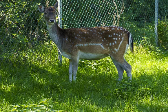 Ein Damhirsch (weiblich oder junges Männchen ohne Geweih) steht auf einer sonnigen, hohen grünen Wiese. Das Tier hat braunes Fell mit weißen Flecken und blickt direkt in die Kamera. Im Hintergrund ist ein Maschendrahtzaun zu sehen.