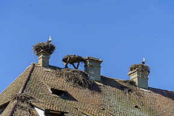 in altes Dach mit roten Ziegeln und mehreren Schornsteinen. Auf zwei der Schornsteine befinden sich große Storchennester, in denen jeweils ein Weißstorch steht. Ein drittes, sehr großes Nest liegt zwischen den Schornsteinen direkt auf dem Dachfirst. Der Himmel ist wolkenlos und strahlend blau.