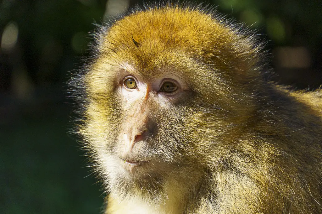 Kopf- und Schulterporträt eines Berberaffen (Macaca sylvanus) mit leuchtend gelbbraunem Fell vor einem unscharfen, dunklen Hintergrund. Die Augen des Affen sind aufmerksam und er blickt leicht nach oben und links.