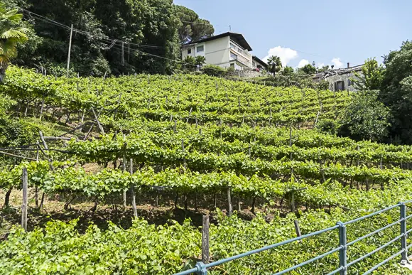 Eine weite, sonnige Aufnahme zeigt einen steilen Weinberg mit dicht bepflanzten Reben, deren Laub in leuchtendem Grün erstrahlt und auf Holzpfählen gestützt wird. Am oberen Rand des Weinbergs ist ein Wohnhaus mit hellem Putz und dunklem Dach zu sehen, umgeben von dichtem, grünen Wald und Büschen unter einem blauen Himmel mit einigen Wolken. Im Vordergrund verläuft ein dunkelgrünes Metallgeländer.