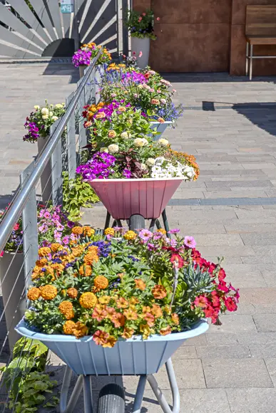 Ein langes, vertikales Blumenbeet aus mehreren bunten Blumen in umfunktionierten Schubkarren und Pflanzkästen, die entlang eines Metallgeländers auf einem gepflasterten Gehweg stehen.