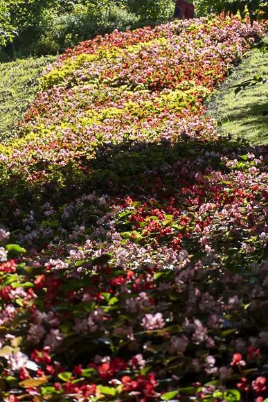 Ein steiler, langer Hang, der vollständig mit einem leuchtenden Blumenteppich aus rot-rosa und gelb-grün blühenden Begonien bepflanzt ist. Ein Teil des Hangs liegt im Schatten, während der obere Bereich von der Sonne beleuchtet wird.