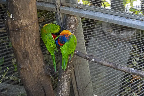 Zwei Regenbogenloris (oder ähnlich farbenprächtige Papageien) mit leuchtend grünem Gefieder und orange-blauen Köpfen, die eng beieinander auf einem Ast in einem Vogelkäfig oder einer Voliere sitzen und sich gegenseitig putzen.