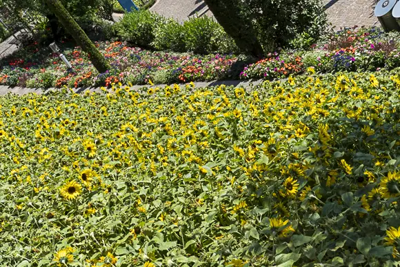 Leuchtend gelbes Sonnenblumenfeld, das sich vor einem dahinterliegenden bunten Blumenbeet an einem Hang erstreckt.