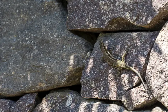 Eidechse klettert auf einem warmen Stein einer Trockenmauer im Sonnenlicht.