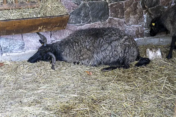 Ein dunkelbraunes Ungarisches Zackelschaf mit charakteristisch langen, spiralförmigen Hörnern liegt auf einem Bett aus Stroh am Boden. Im Hintergrund ist eine rustikale Steinmauer und rechts ist der Kopf eines weiteren schwarzen Schafes zu sehen.