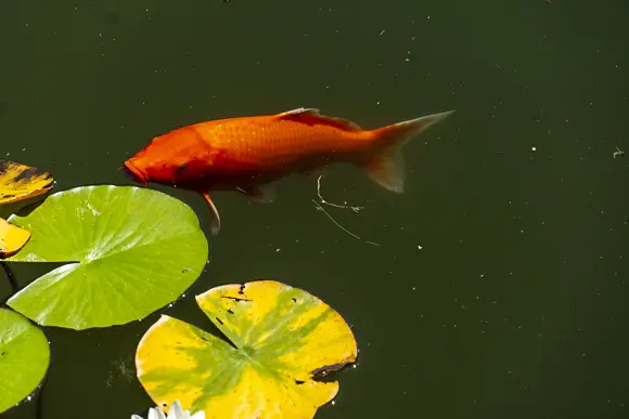 Leuchtend oranger Koi-Fisch schwimmt zwischen zwei gelb-grünen Seerosenblättern im dunklen Teichwasser.