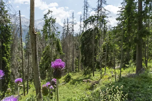 Eine Nahaufnahme von leuchtend violetten Distelblüten im Vordergrund, mit einem Blick auf einen Wald in Alta Badia. Im Hintergrund sind zahlreiche kahle, graue Baumstämme und vertrocknete Bäume zwischen den gesunden, grünen Nadelbäumen zu sehen. Die Szenerie wird von einem felsigen Bergmassiv unter blau-weißem Himmel überragt.