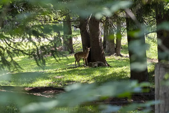 Ein junges Reh und möglicherweise ein Kitz stehen geschützt zwischen den Baumstämmen eines Waldes, umgeben von sonnigem, hellem Gras. Die Szene ist durch unscharfe Blätter im Vordergrund gerahmt, was einen Blick durchs Geäst simuliert.