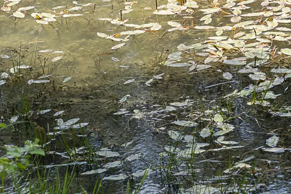 Eine Nahaufnahme der flachen Uferzone eines Gewässers, vermutlich am Lech Dlá Lunch, bedeckt mit kleinen, hellen Wasserpflanzen und einigen Grashalmen. Im trüben, seichten Wasser tummeln sich unzählige kleine dunkle Kaulquappen.