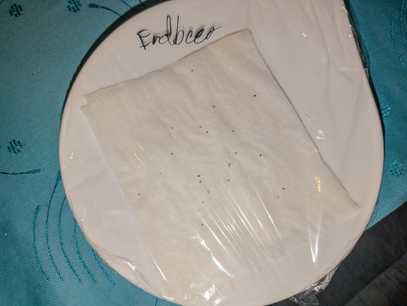 Teller mit Erdbeersamen umwickelt mit Fischhaltefolie